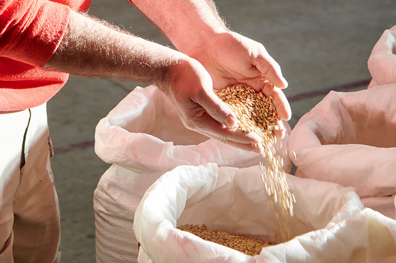 grano de cebada cerveza